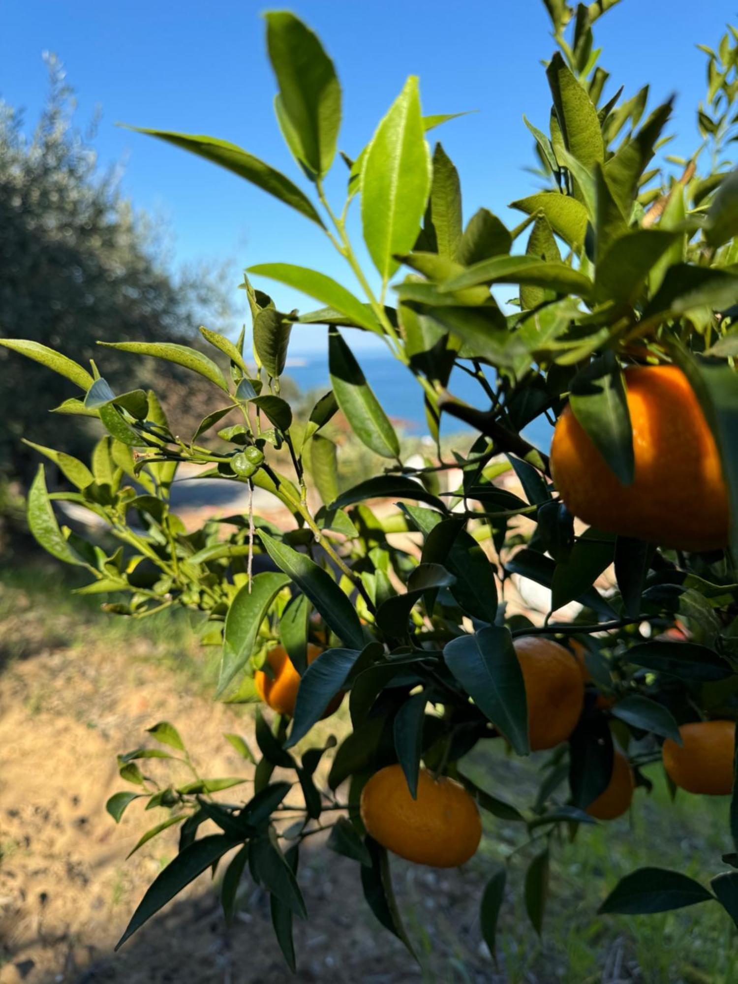 לינה וארוחת בוקר צ'פאלו Mareblu מראה חיצוני תמונה