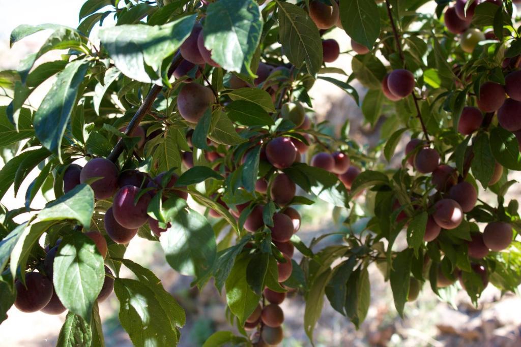 לינה וארוחת בוקר צ'פאלו Mareblu מראה חיצוני תמונה